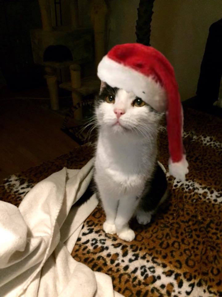 New Year's cats - New Year, cat, Christmas trees, Holidays, Animals, Pet, Longpost, Catomafia, Pets