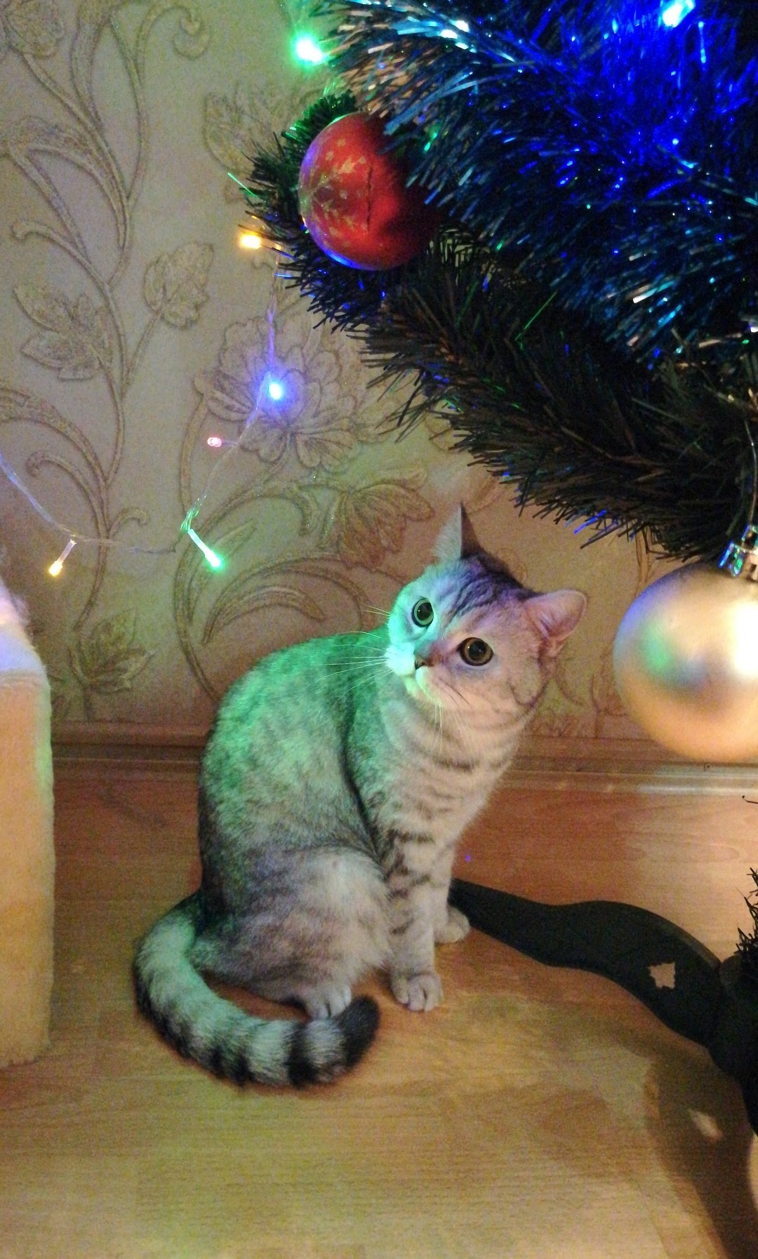 Instead of Santa Claus, we have a cat under the tree) - My, cat, Scotsman, New Year, Christmas tree, Scottish Straight