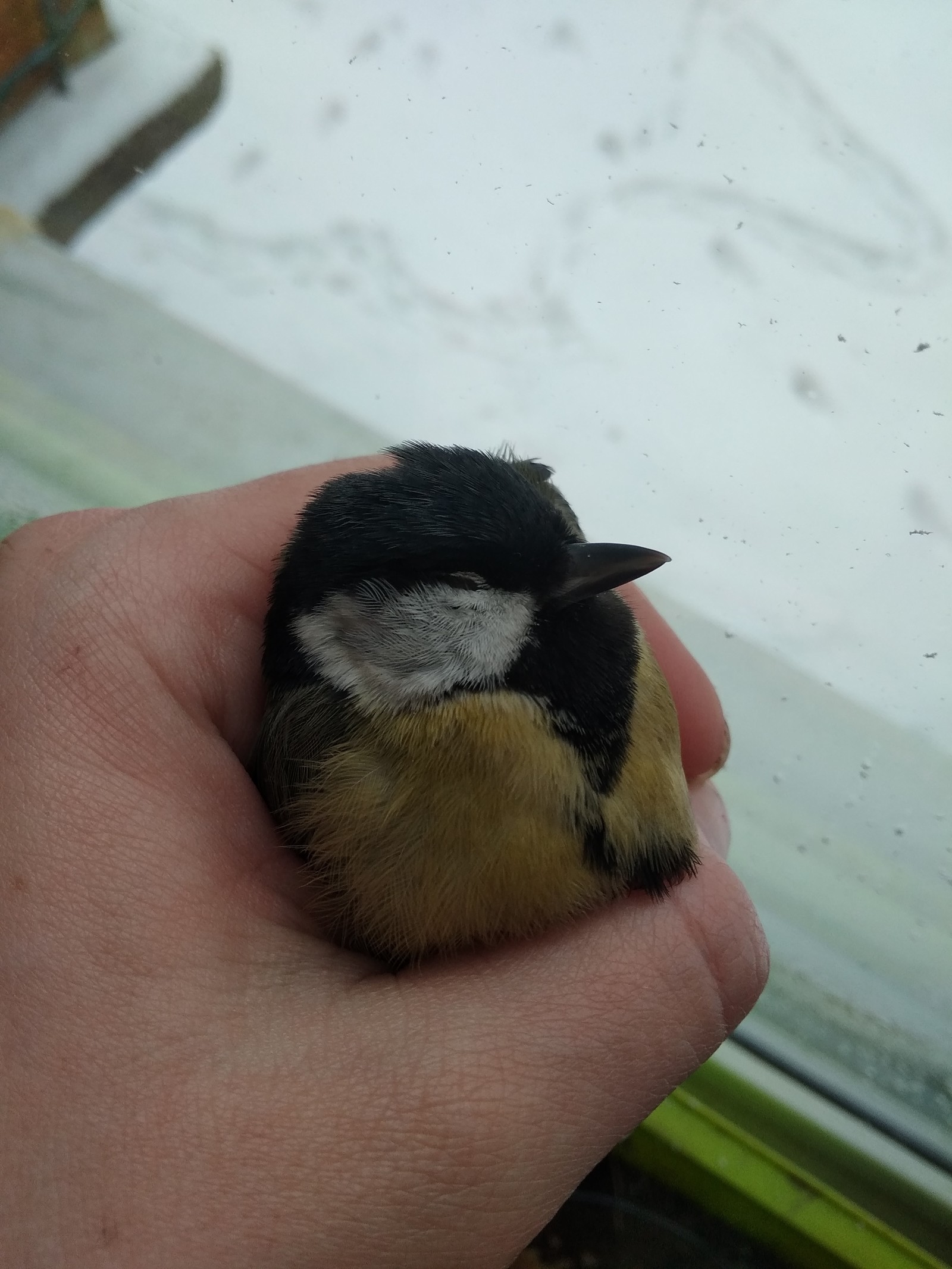 Titmouse. Question for ornithologists - My, Tit, Help, Ornithology, Longpost