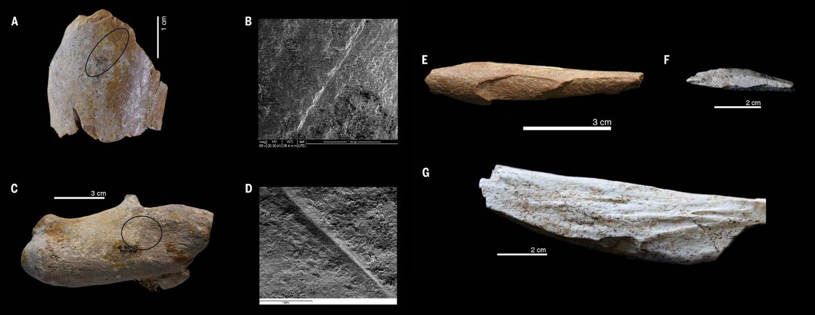 Stone tools in North and East Africa appeared almost simultaneously - The science, Anthropology, Archeology, Copy-paste, Elementy ru, Stone tools, Longpost