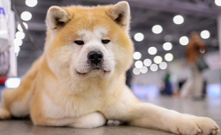 The cutest dog breeds. - Dog, Pets, , Akita inu, Animals, Milota, Fluffy, Longpost