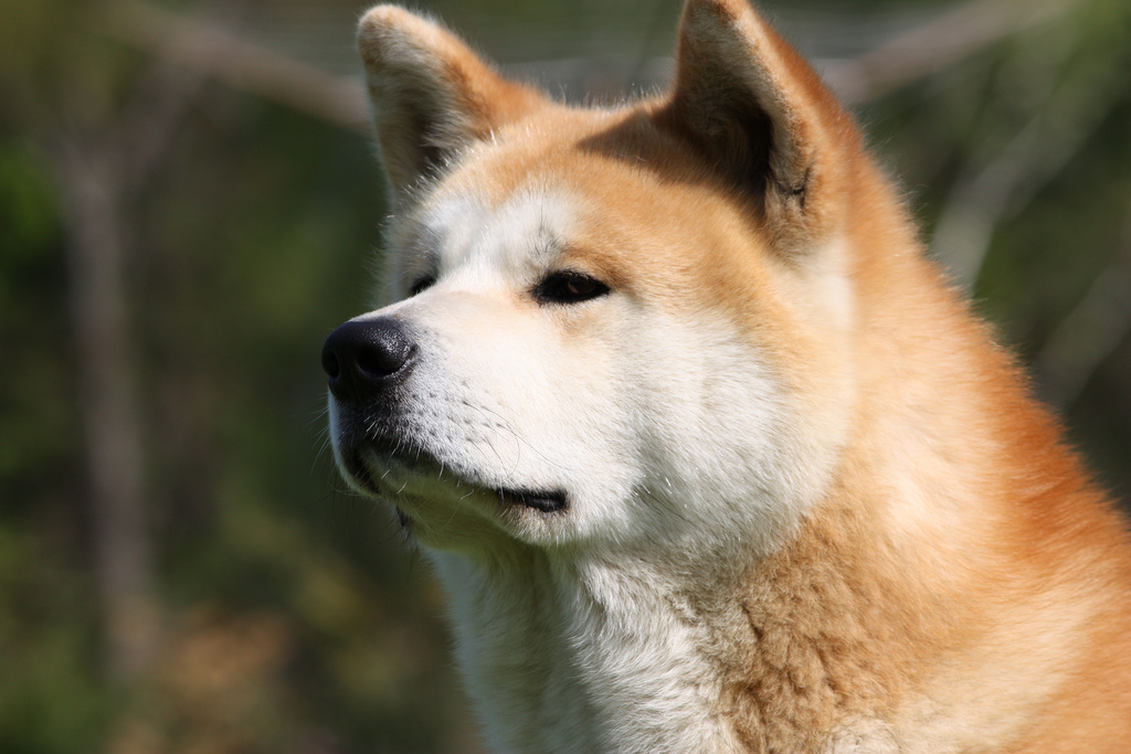 The cutest dog breeds. - Dog, Pets, , Akita inu, Animals, Milota, Fluffy, Longpost