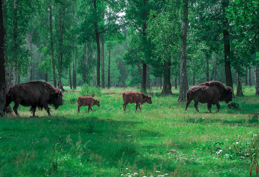 Random Geography. Part 127. Belarus. - Geography, Interesting, Travels, Random geography, Longpost, Republic of Belarus