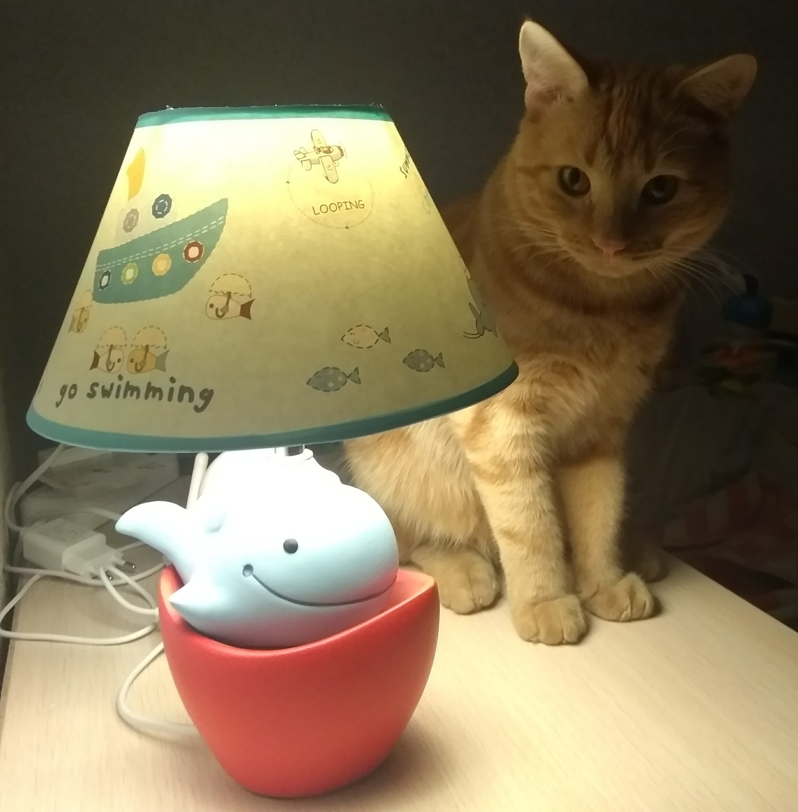 MyCatMyLamp - My, Cat with lamp, Catomafia, cat