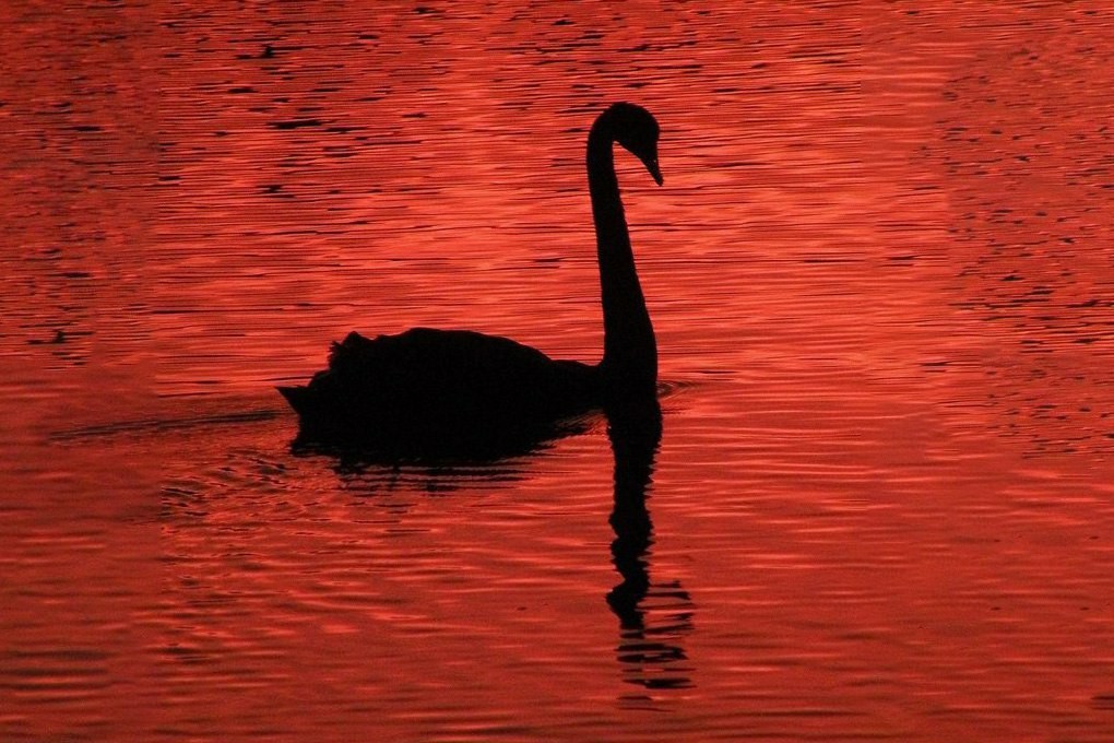 Black Swan... - My, Black Swan, Yes Future, New Year, Technologies, Physics, Space