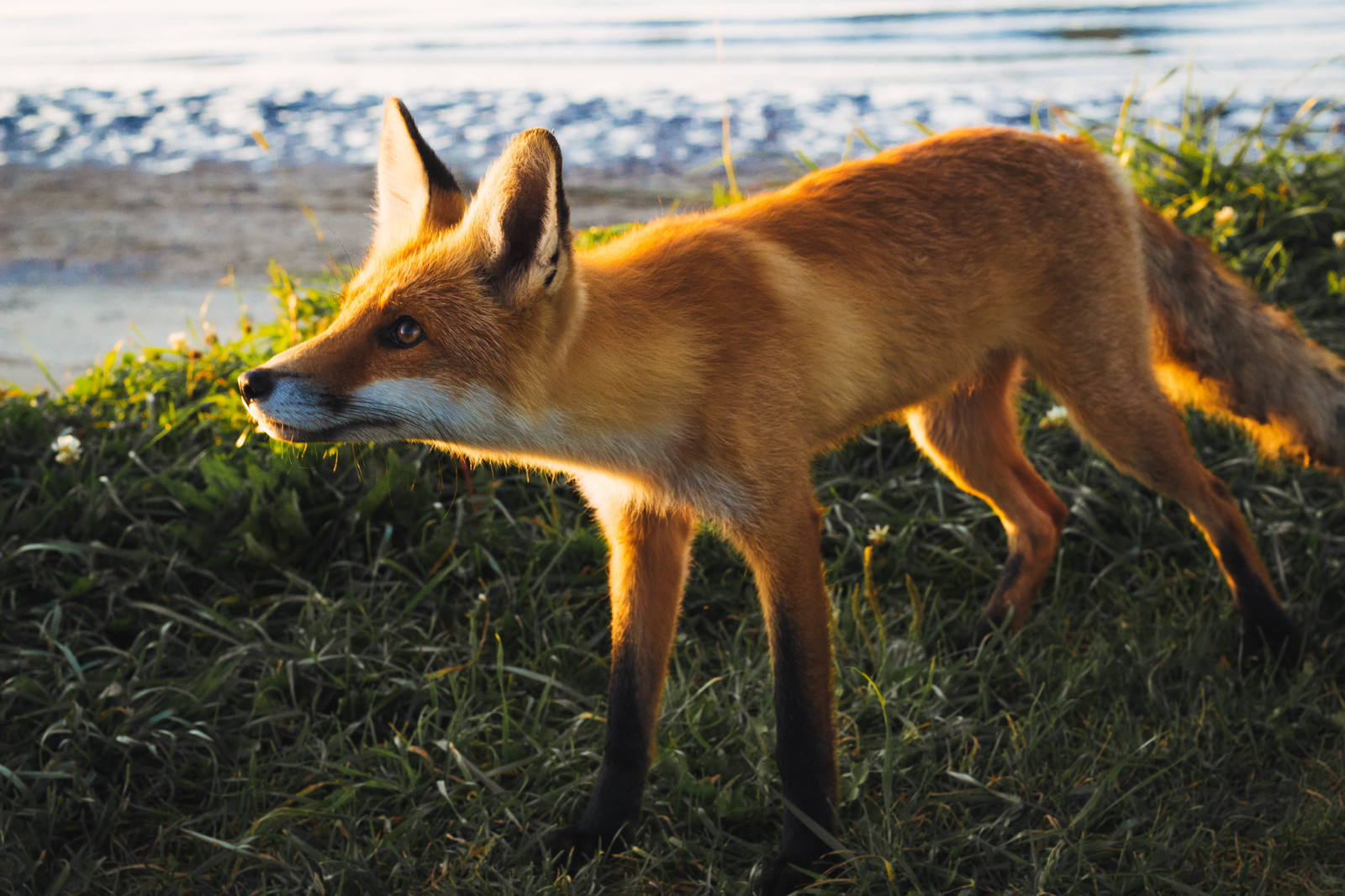 Us fox. Лиса сейчас. 3-Х годовалые лисы. Fox USA. Усатая лиса.