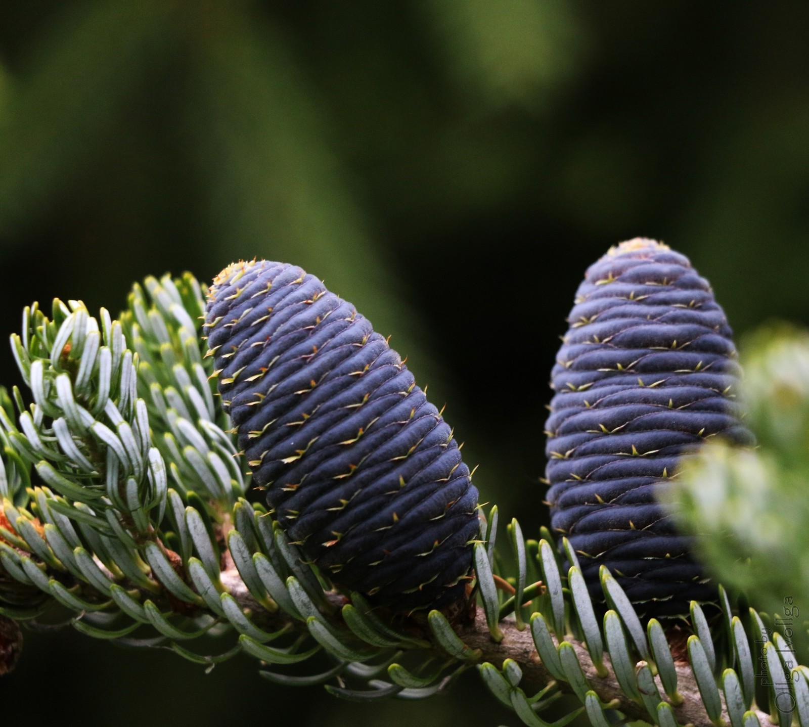 Blue cones from the apothecary's garden - My, Cones, Conifers, The photo, Apothecary Garden