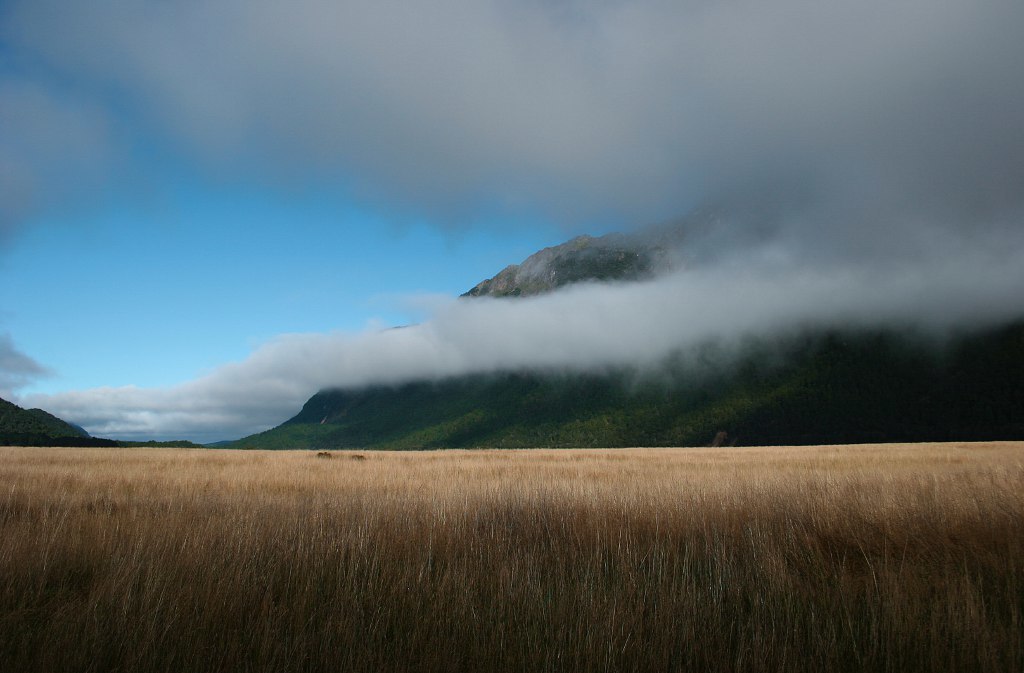 ... In the field, each spikelet ... - Field, View, The mountains, beauty, Landscape, Nature, The photo