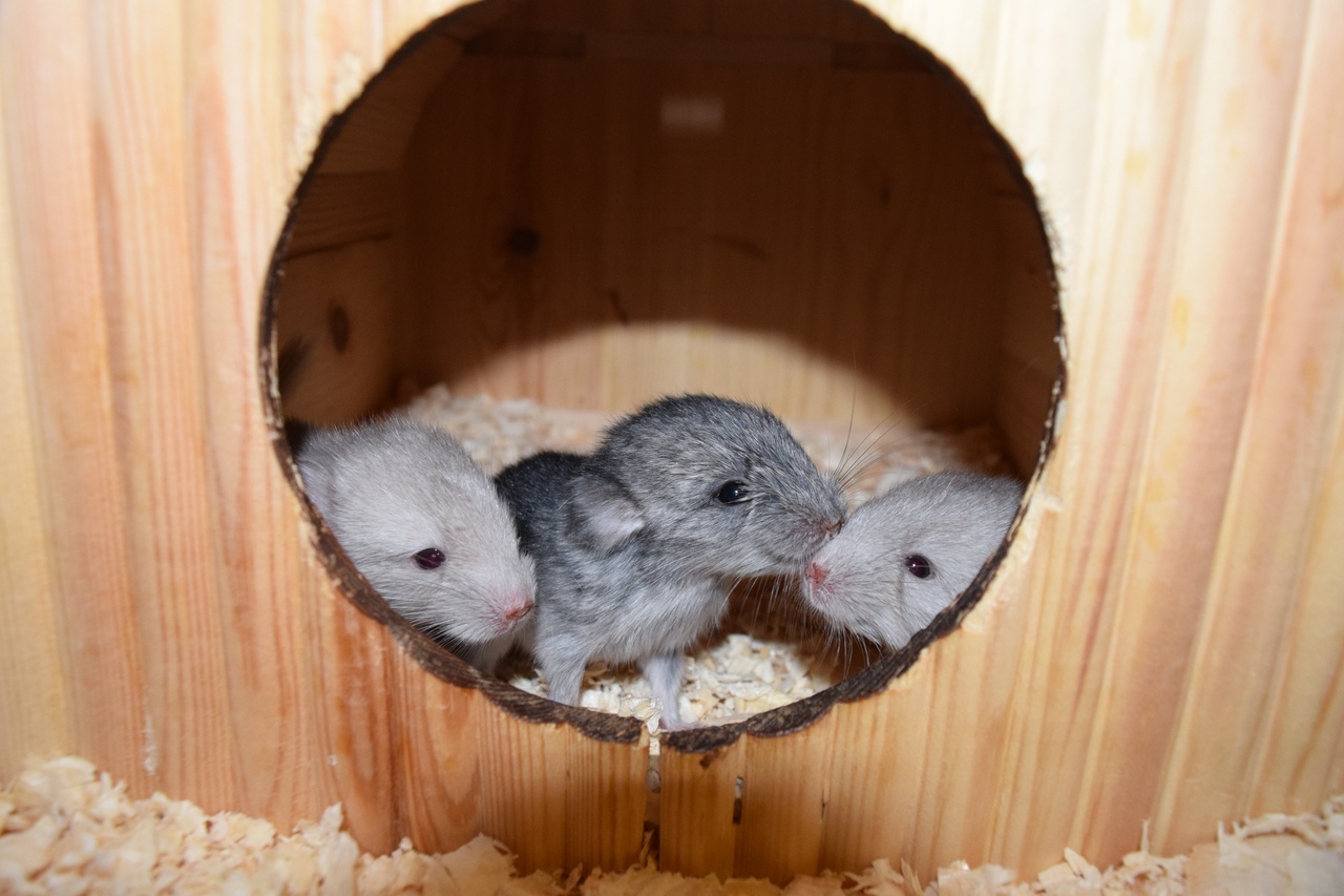 Chinchilla cuteness post. - My, Chinchilla, , Chinchilla, Pet, Milota, Longpost, Pets