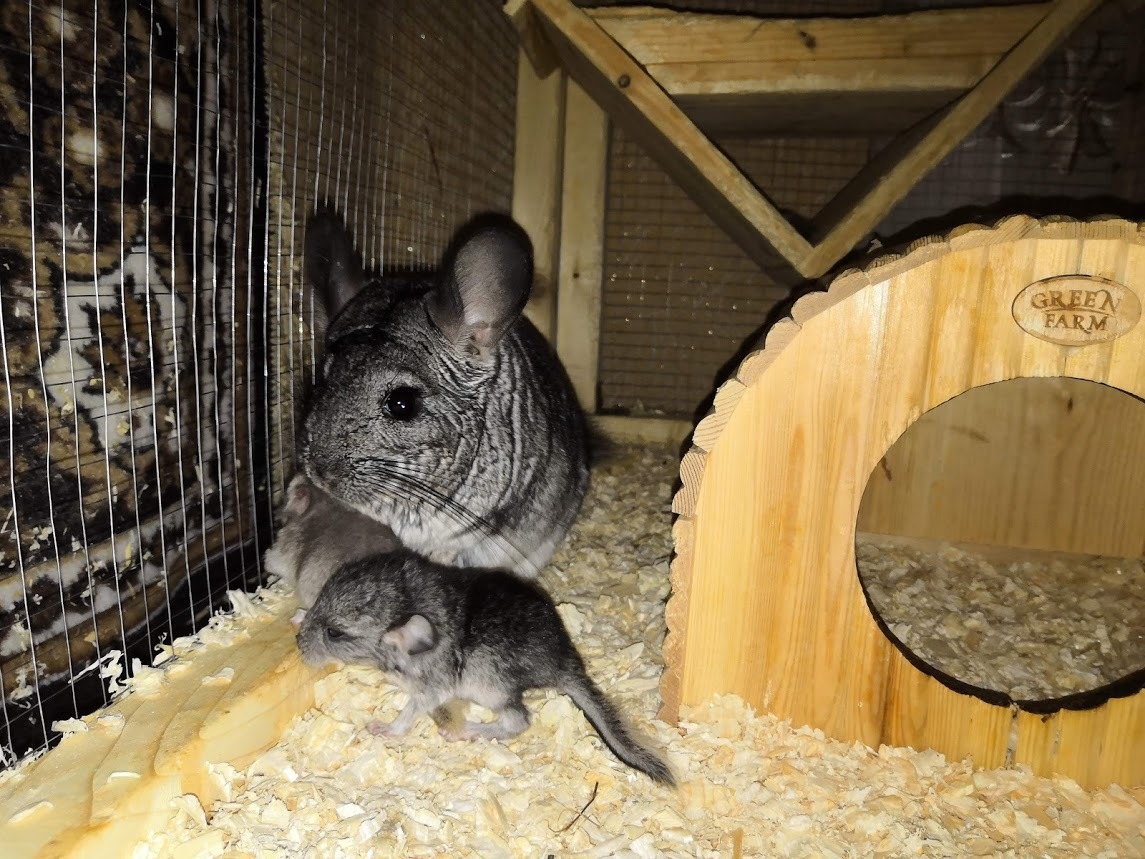 Chinchilla cuteness post. - My, Chinchilla, , Chinchilla, Pet, Milota, Longpost, Pets