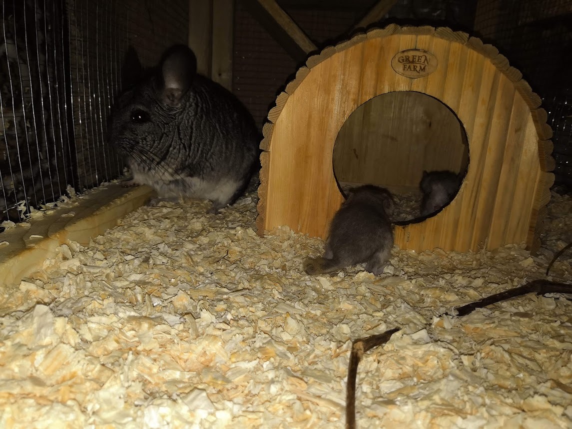 Chinchilla cuteness post. - My, Chinchilla, , Chinchilla, Pet, Milota, Longpost, Pets