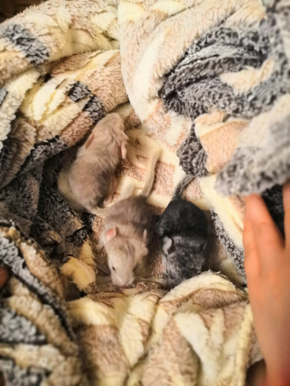 Chinchilla cuteness post. - My, Chinchilla, , Chinchilla, Pet, Milota, Longpost, Pets