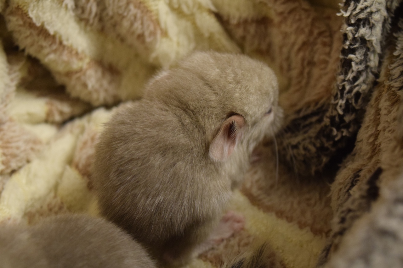 Chinchilla cuteness post. - My, Chinchilla, , Chinchilla, Pet, Milota, Longpost, Pets