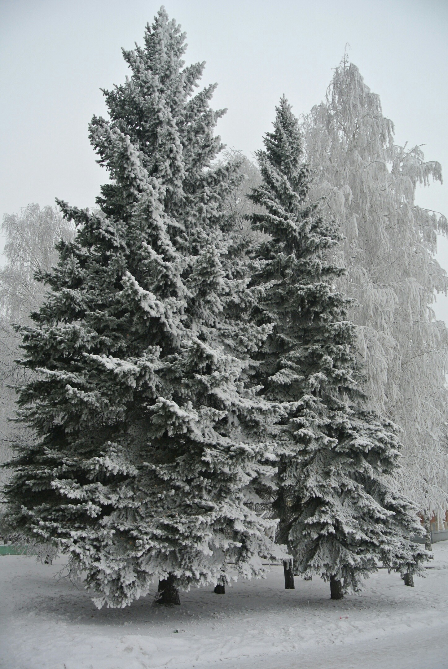 Snowy Cheboksary. - My, Nature, Cheboksary, Winter, Longpost, The photo