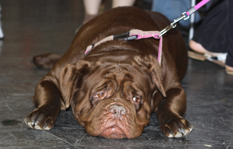 About dog breeds №78. - Dog, Dog breeds, Great Dane of Bordeaux, French Mastiff, Longpost