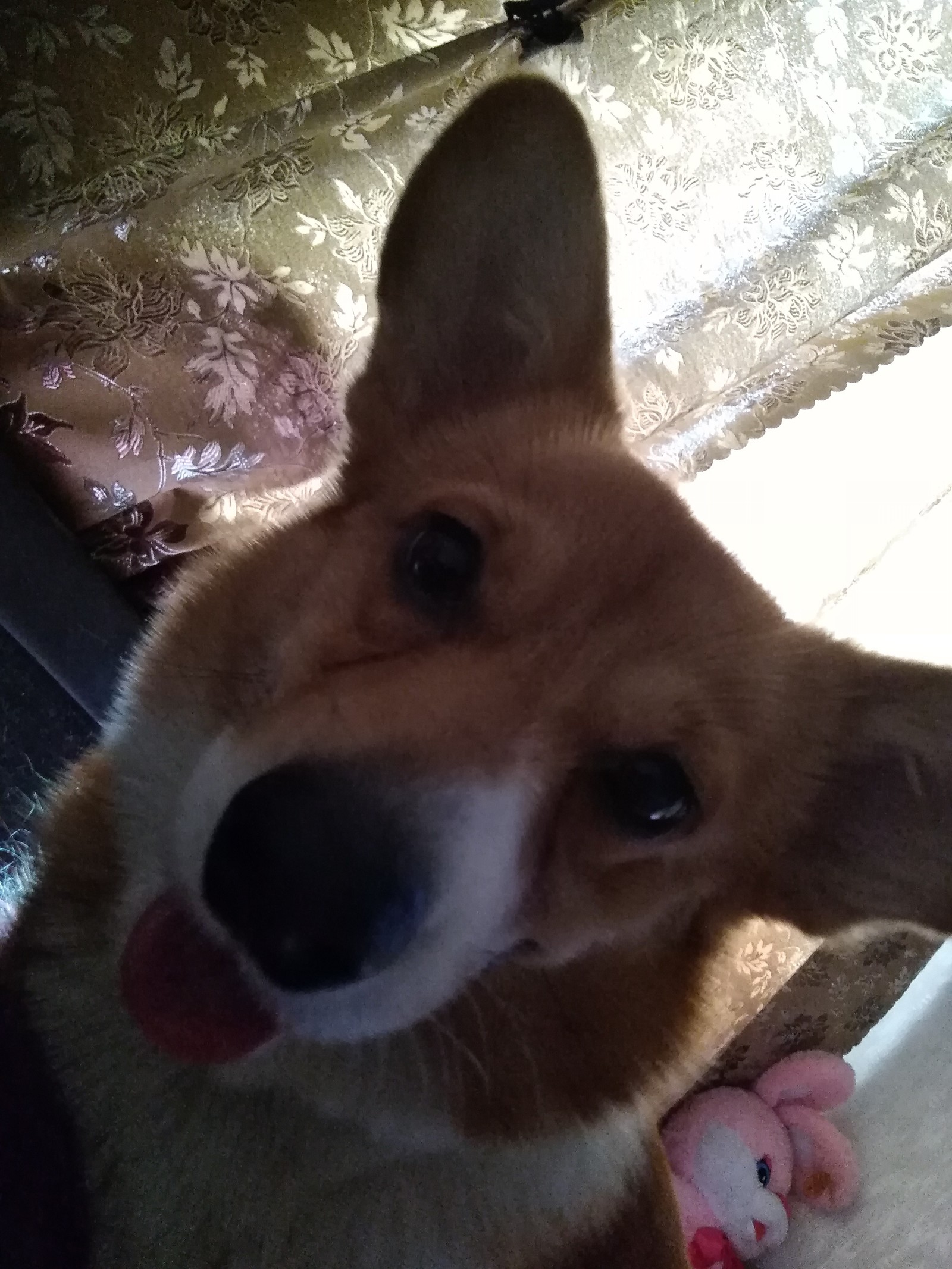 Waiting for an answer... - My, , Support, Corgi, Infuriates, Longpost