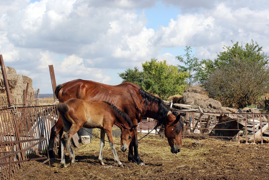 Archaeological expedition - Expedition, Crimea, Archeology, Camp, Longpost