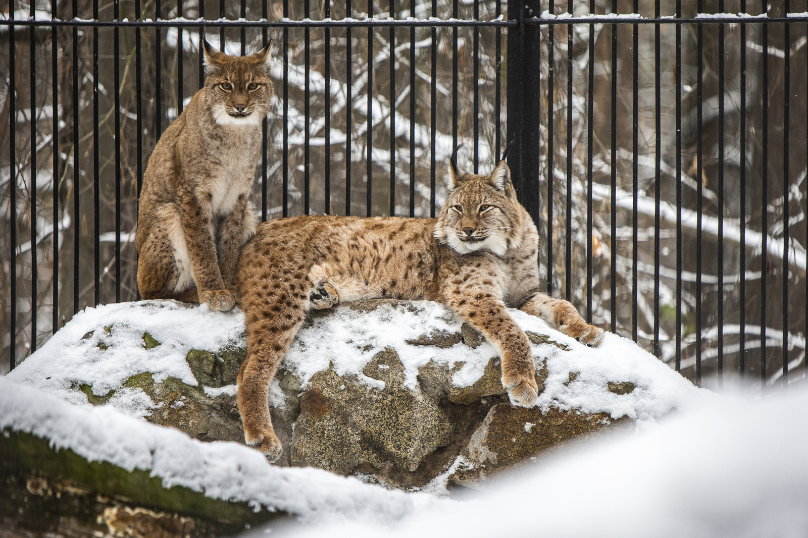 Novosibirsk Zoo - My, Novosibirsk, Zoo, The photo, Longpost