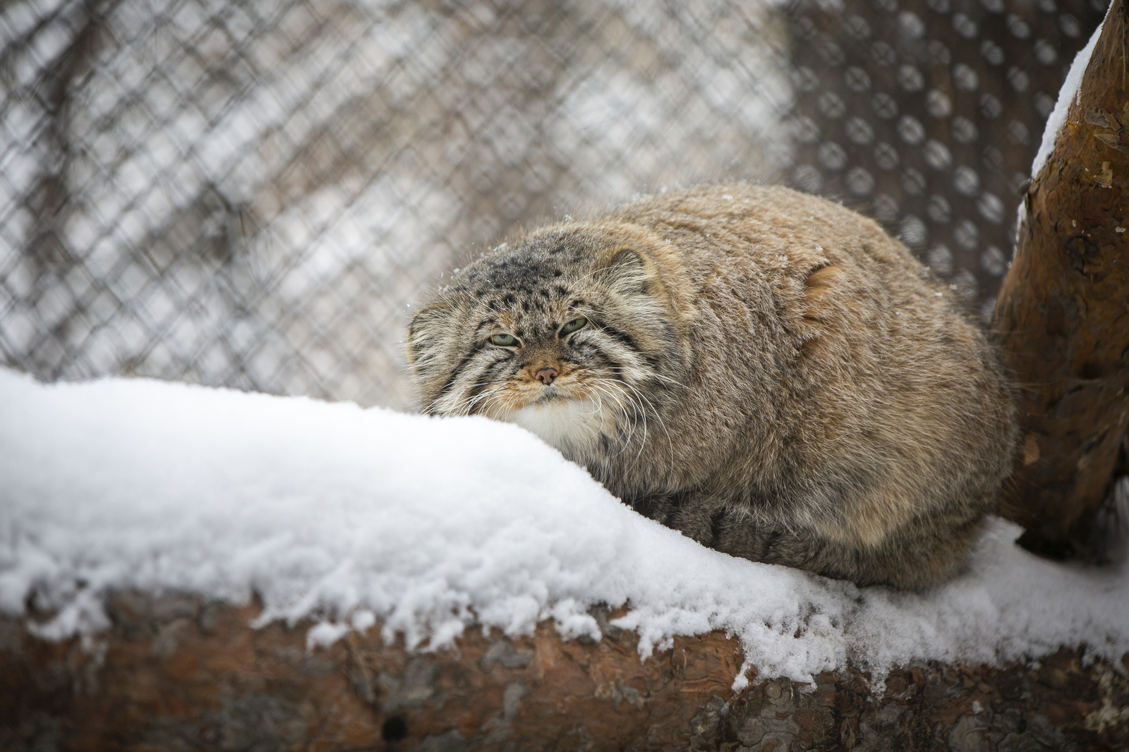 Novosibirsk Zoo - My, Novosibirsk, Zoo, The photo, Longpost