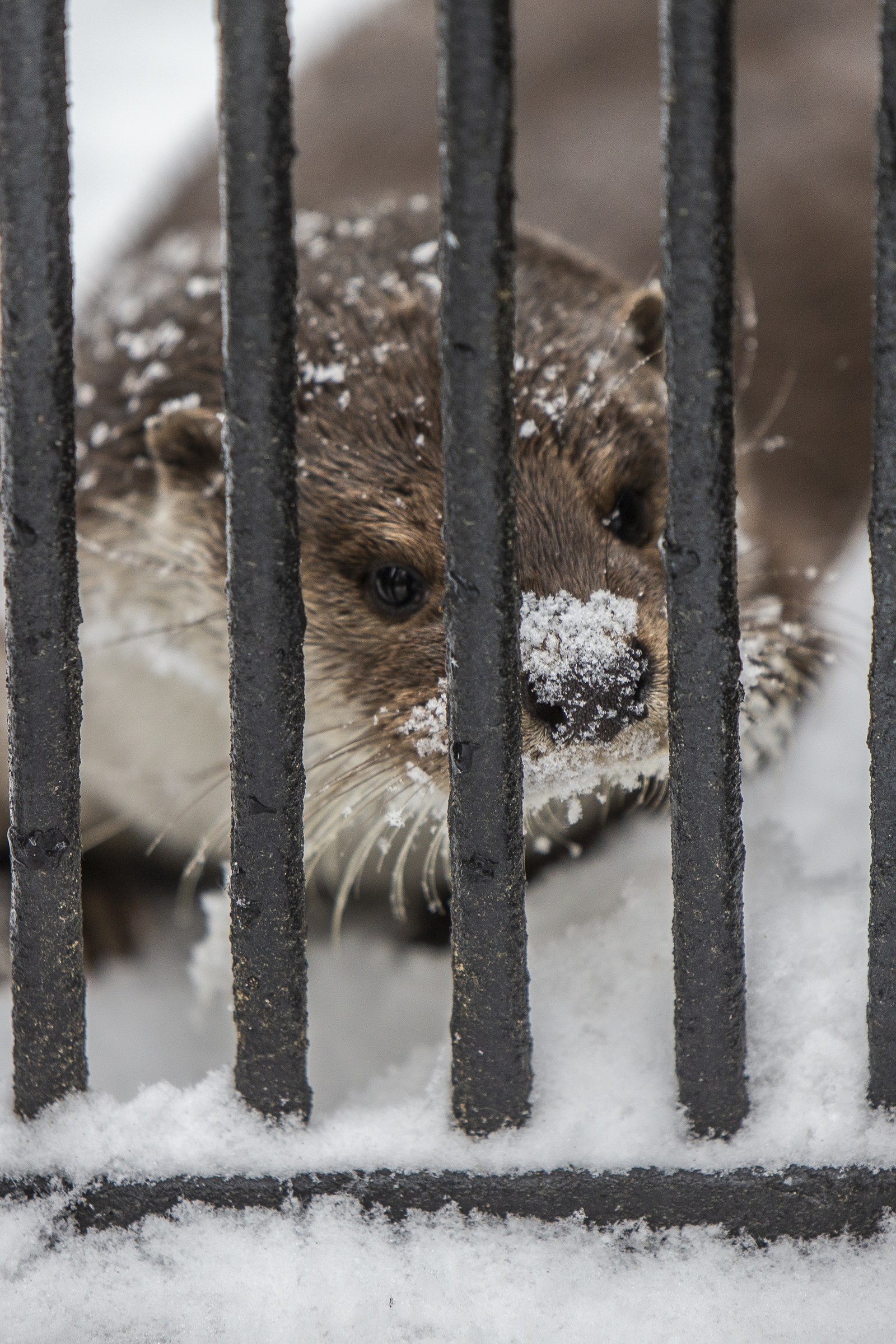 Novosibirsk Zoo - My, Novosibirsk, Zoo, The photo, Longpost