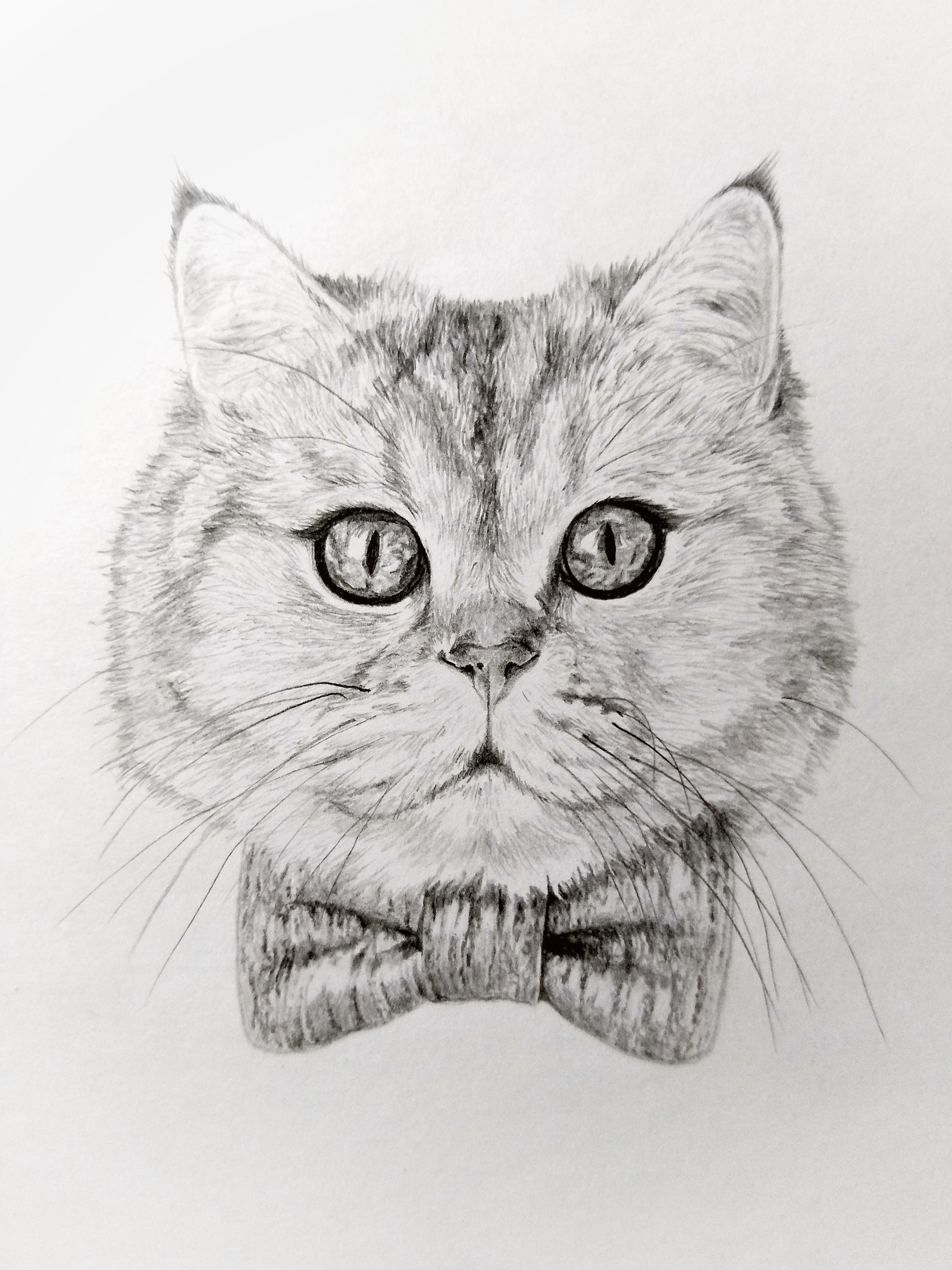 Сложные рисунки котик. Кошка карандашом. Котик карандашом. Рисунки котов карандашом. Кошка рисунок карандашом.