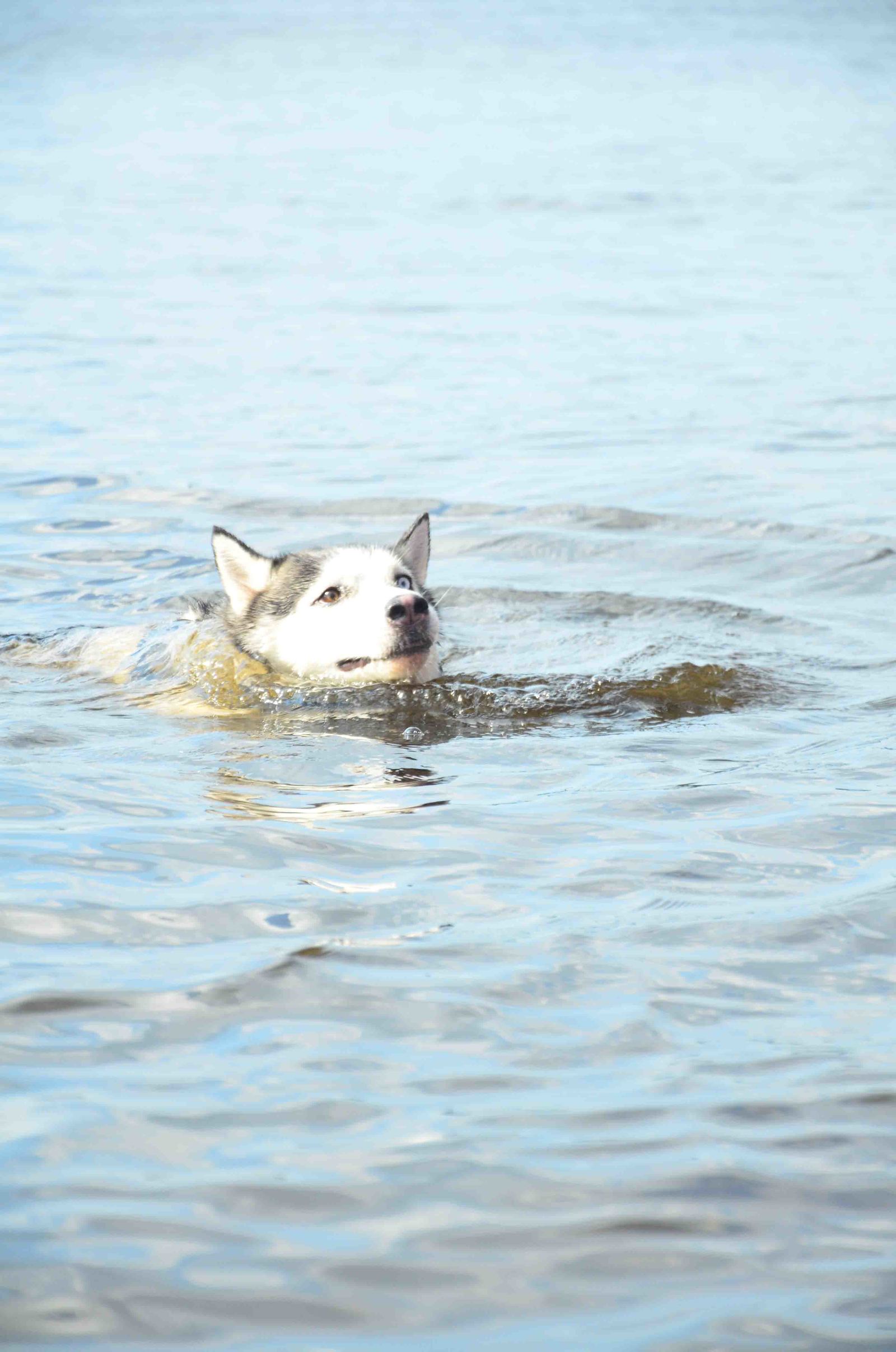 A little bit of summer, or bathing a khas horse! - My, Photographer, Husky, Dog, , Longpost