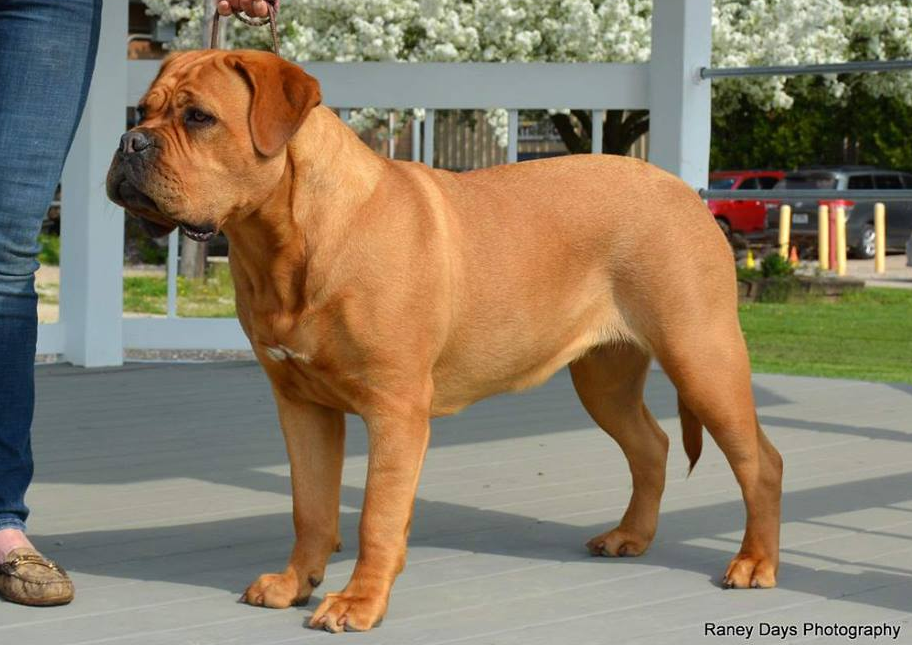 About dog breeds №78. - Dog, Dog breeds, Great Dane of Bordeaux, French Mastiff, Longpost