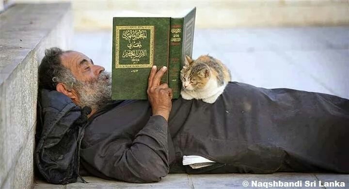 Attitudes towards cats in Islam. - cat, Animals, Pets, Interesting, Islam, Religion, The photo, Good league, Longpost