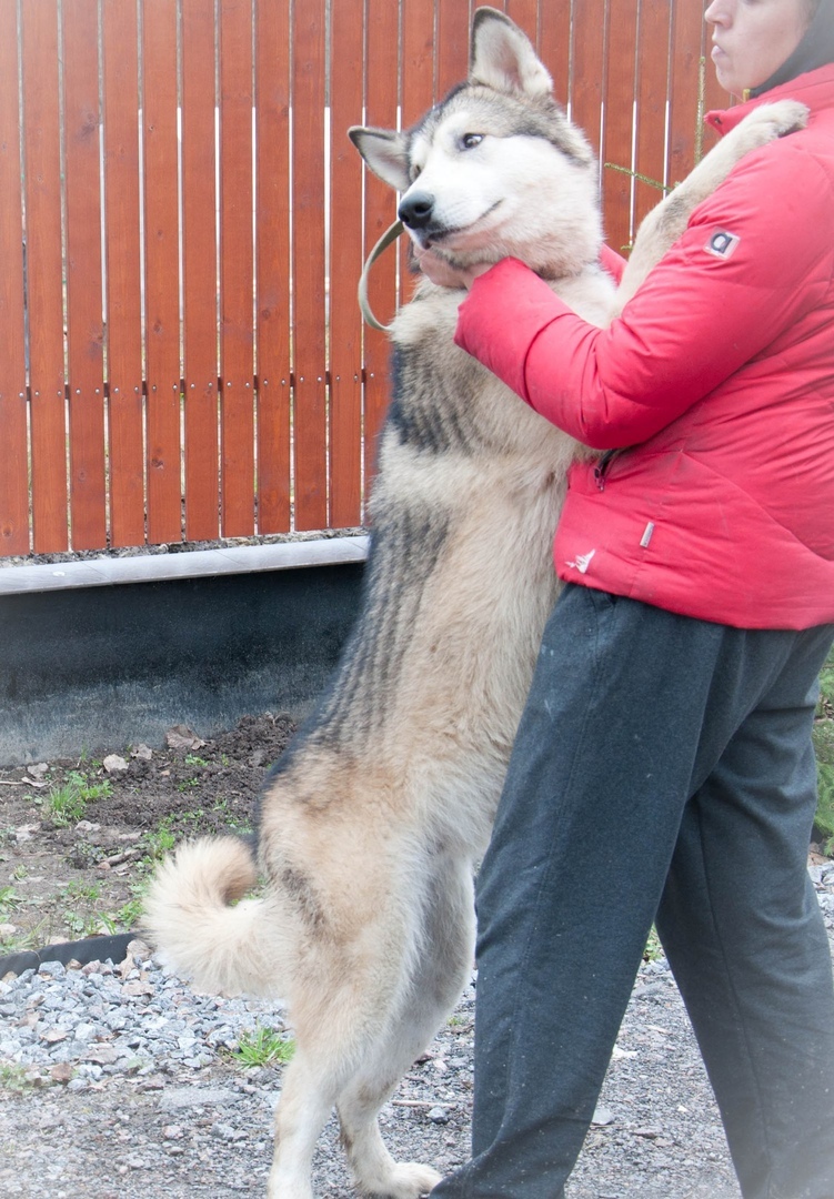 We have been looking for a Malamute since June. We will be grateful for any information. - My, Alaskan Malamute, The dog is missing, , Longpost, Dog, Leningrad region, No rating, Help