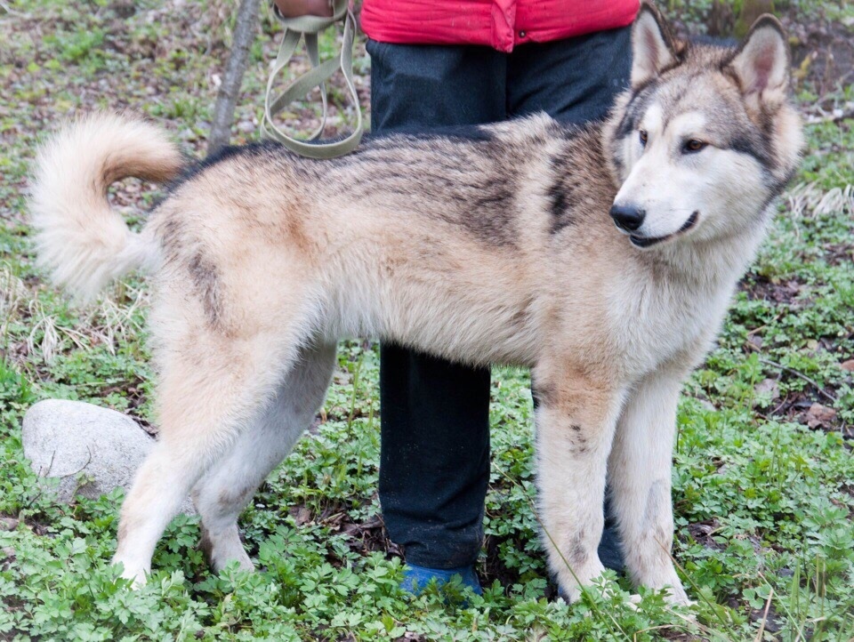 We have been looking for a Malamute since June. We will be grateful for any information. - My, Alaskan Malamute, The dog is missing, , Longpost, Dog, Leningrad region, No rating, Help