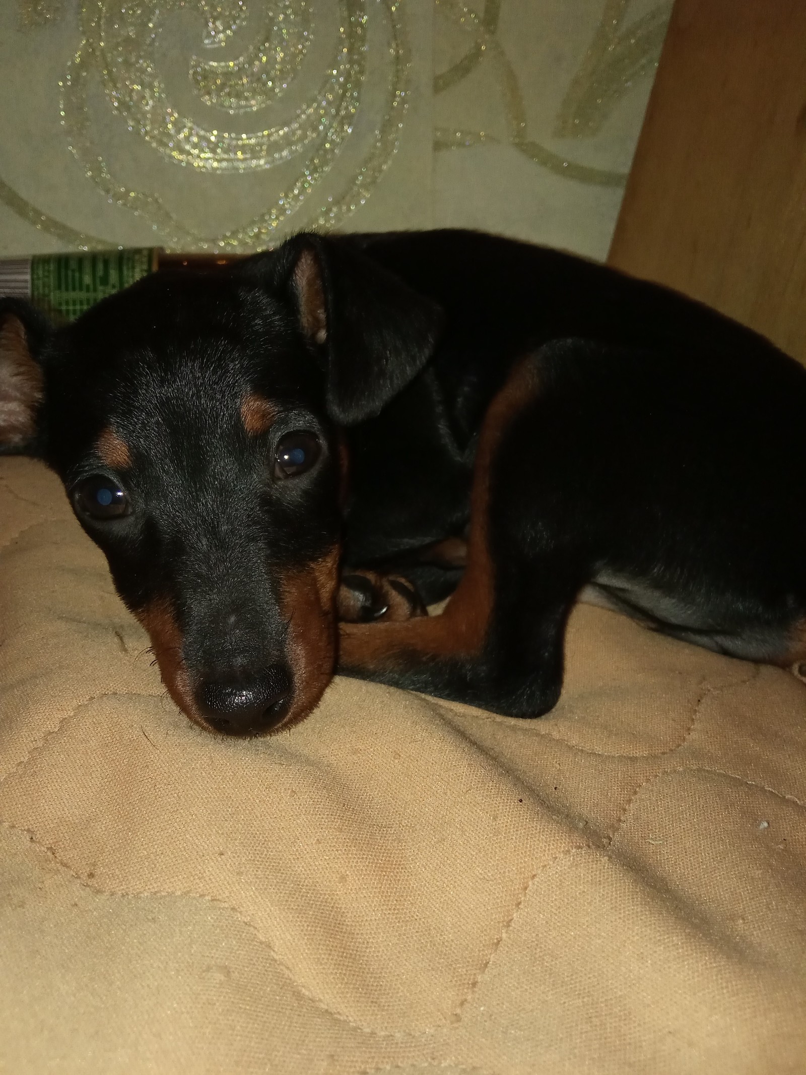 My little miniature pinscher Trisha)) - My, Dog breeds, Pinscher