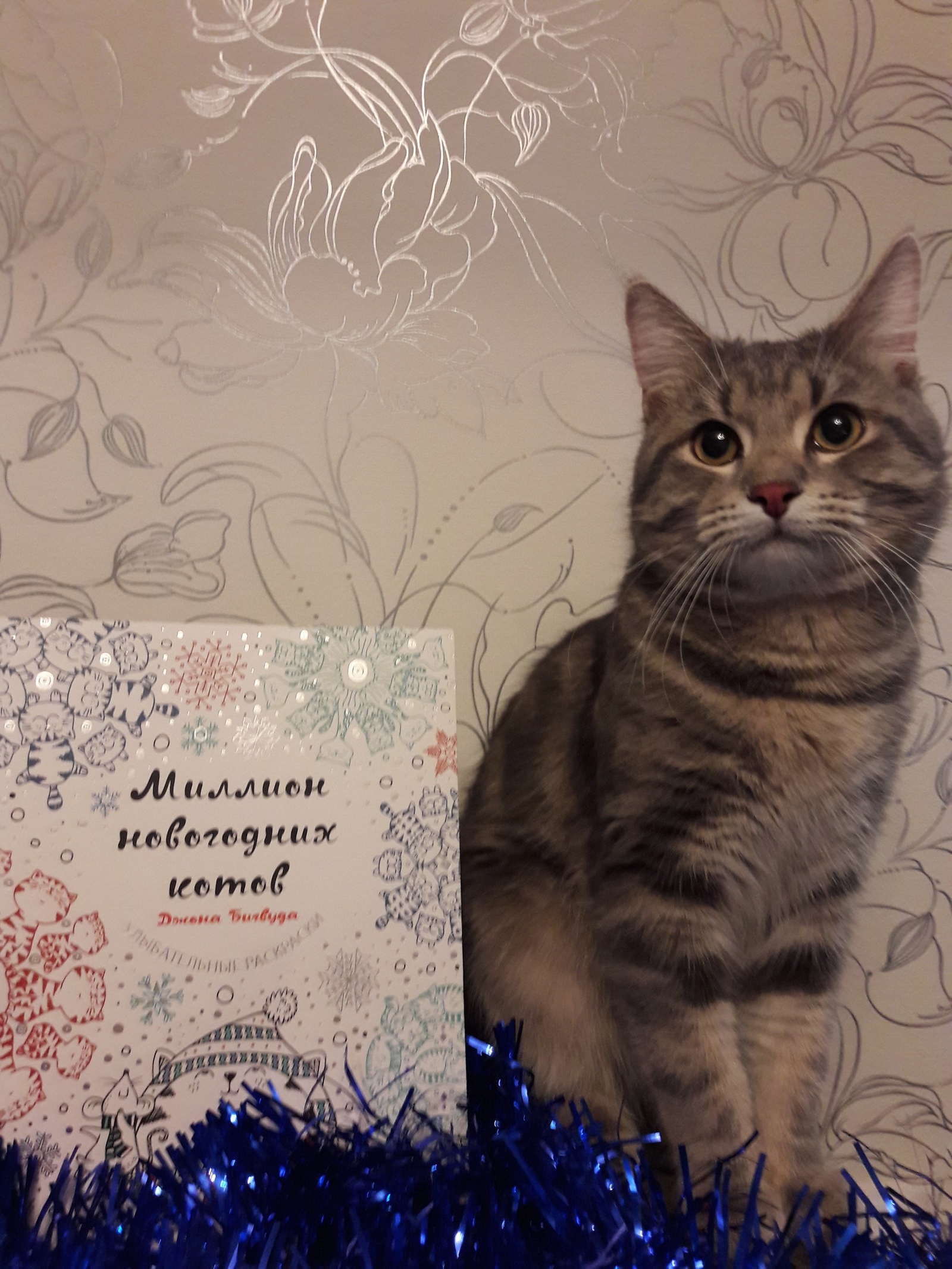 A gift from the Girl Frost from Kemerovo to St. Petersburg - My, New Year, Secret Santa, Gift exchange, New Year's gift exchange, Longpost, cat, Gift exchange report