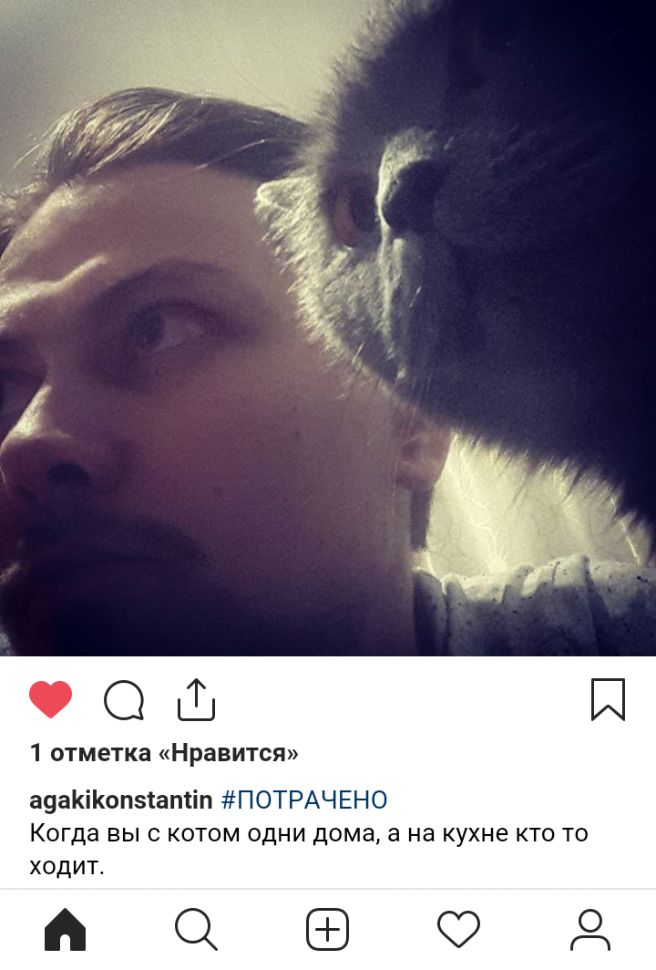 When you and the cat are alone at home, and steps are heard in the kitchen. - cat, The photo, Screenshot, Instagram