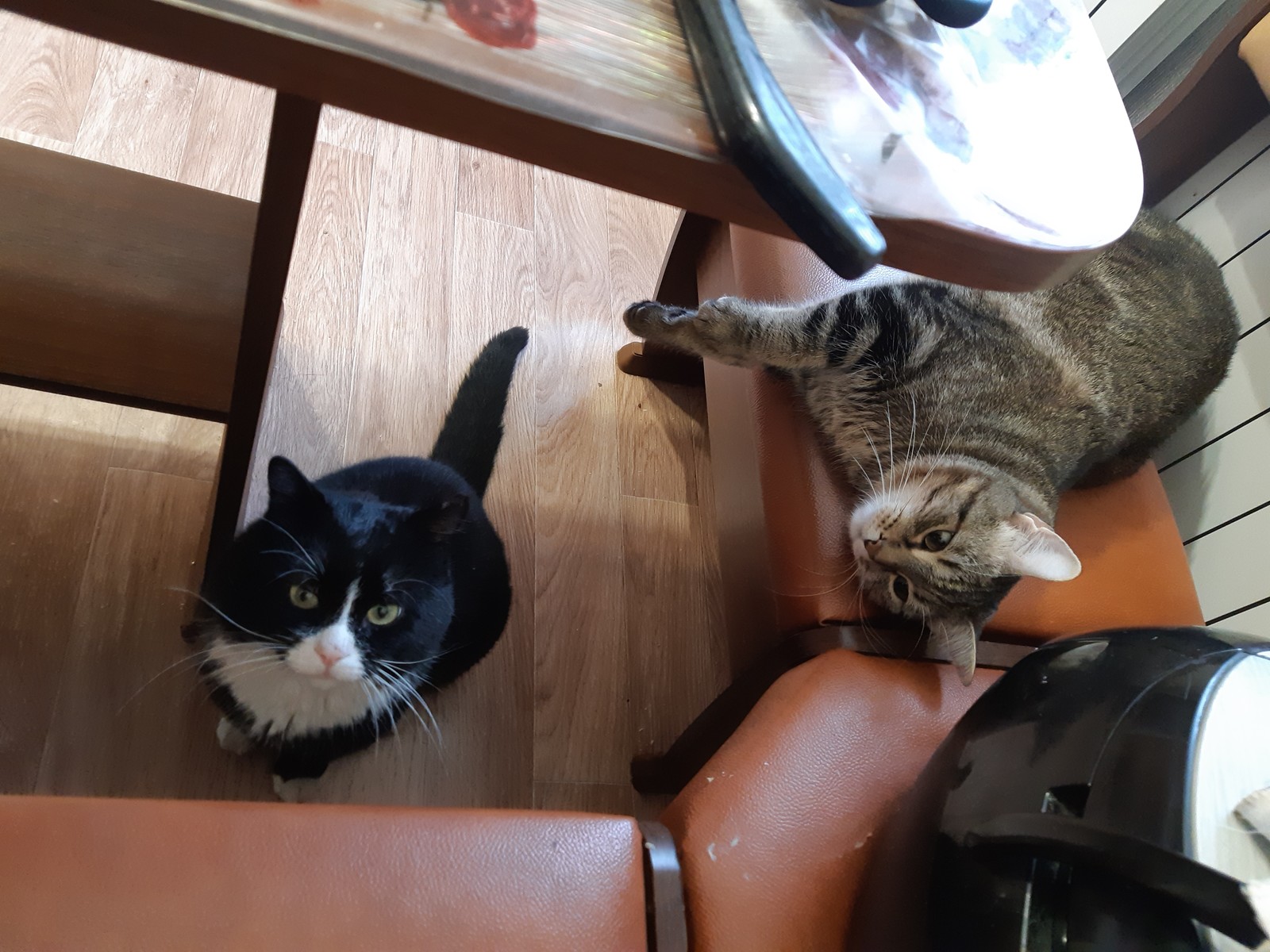 Beggars - My, cat, Breakfast, Beggars