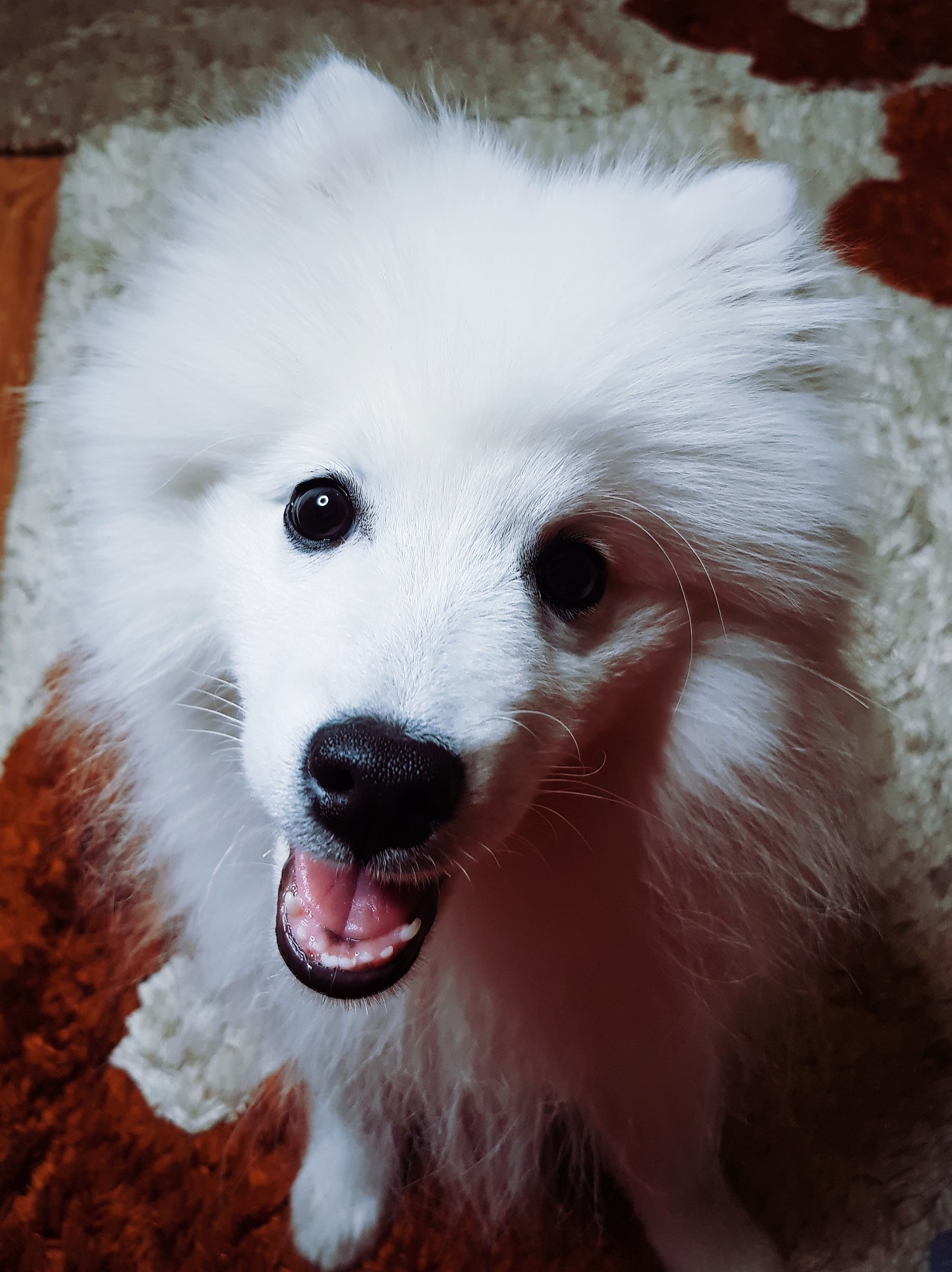 No, not Samoyed - My, Japanese Spitz, Spitz, Dog, Joy, Happiness, Longpost