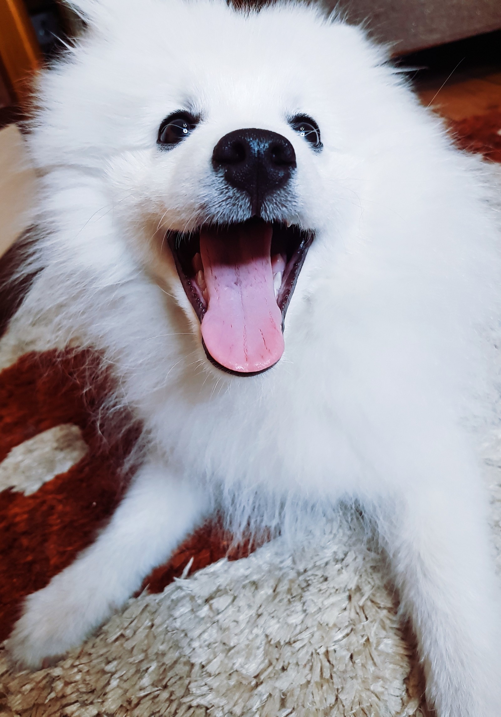 No, not Samoyed - My, Japanese Spitz, Spitz, Dog, Joy, Happiness, Longpost