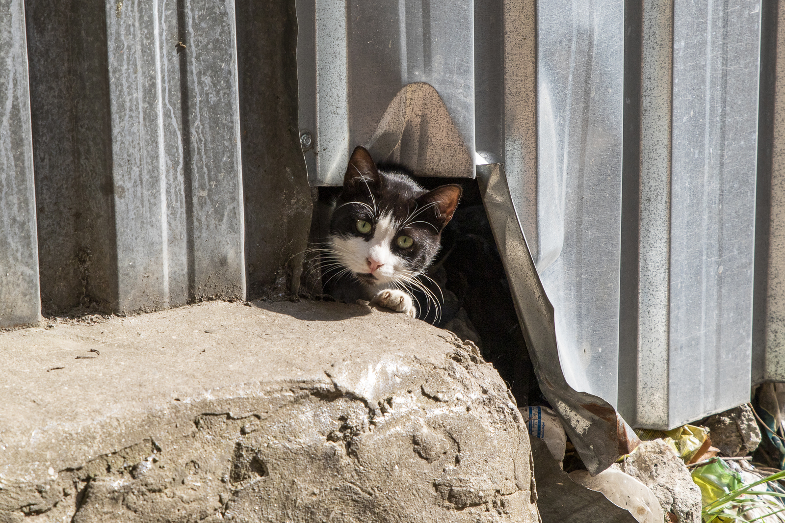 Istanbul cats - My, Istanbul, wild cats, The photo, Longpost, cat