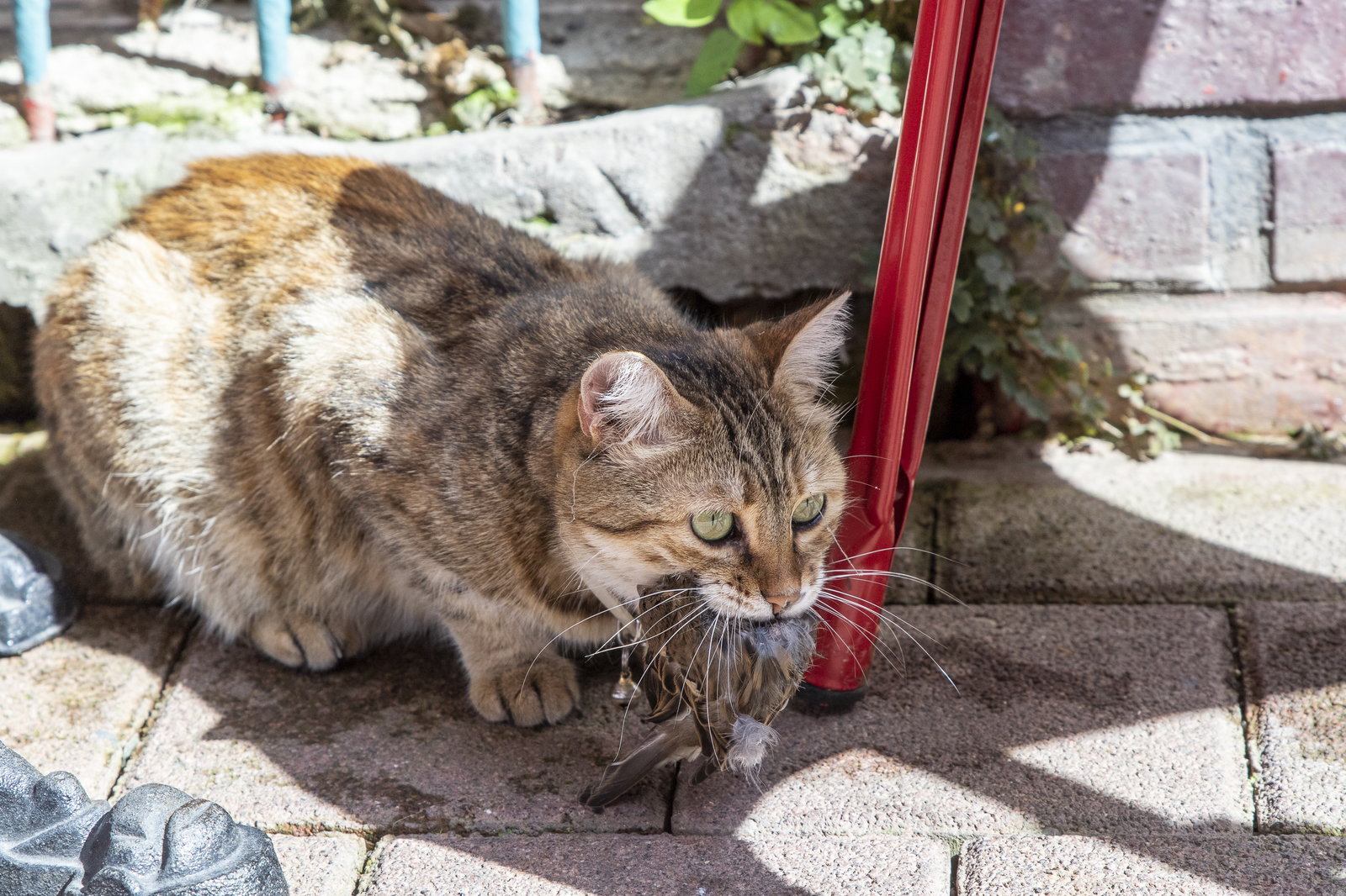 Istanbul cats - My, Istanbul, wild cats, The photo, Longpost, cat