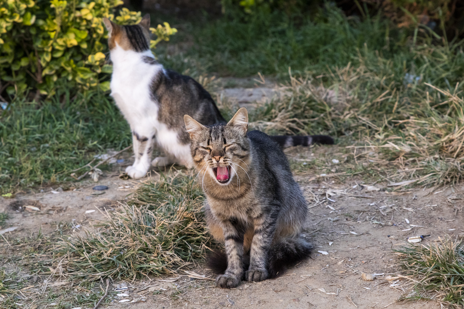 Istanbul cats - My, Istanbul, wild cats, The photo, Longpost, cat