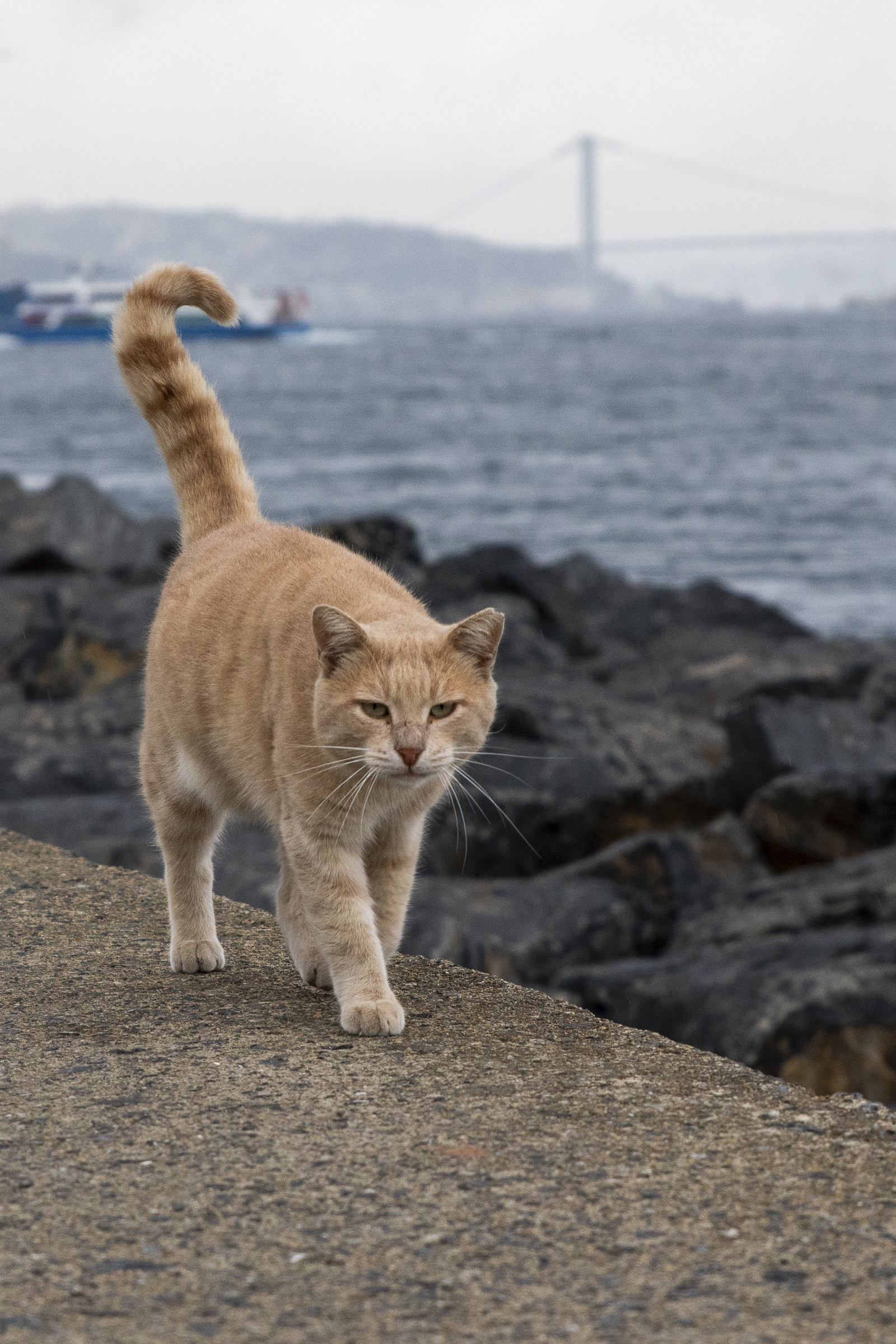 Istanbul cats - My, Istanbul, wild cats, The photo, Longpost, cat