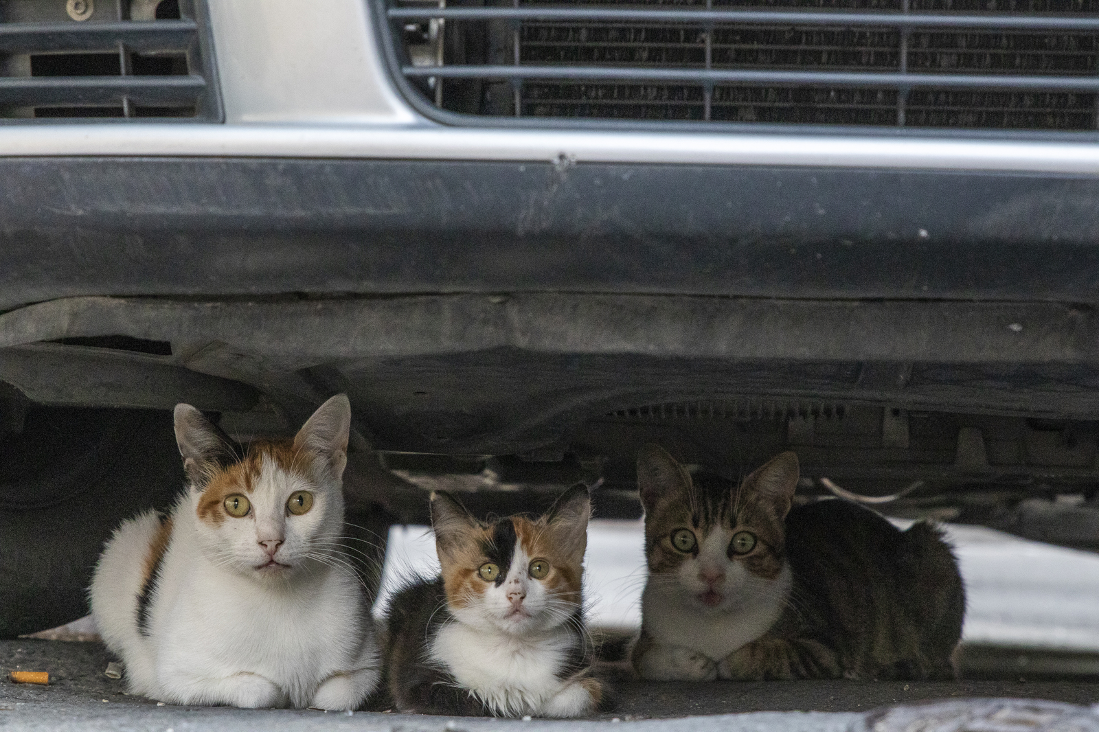 Istanbul cats - My, Istanbul, wild cats, The photo, Longpost, cat