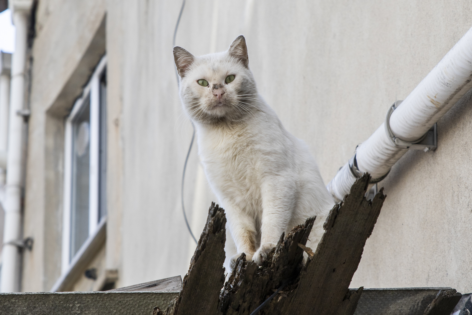 Istanbul cats - My, Istanbul, wild cats, The photo, Longpost, cat