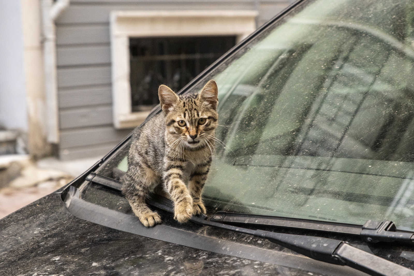 Istanbul cats - My, Istanbul, wild cats, The photo, Longpost, cat