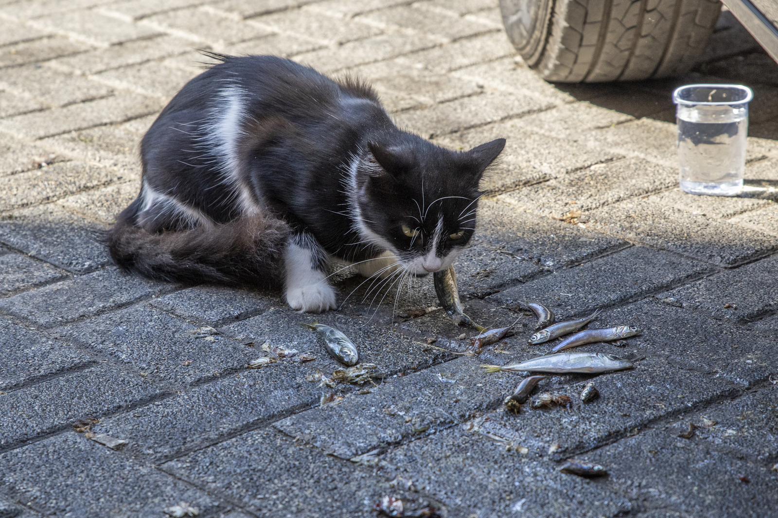 Istanbul cats - My, Istanbul, wild cats, The photo, Longpost, cat