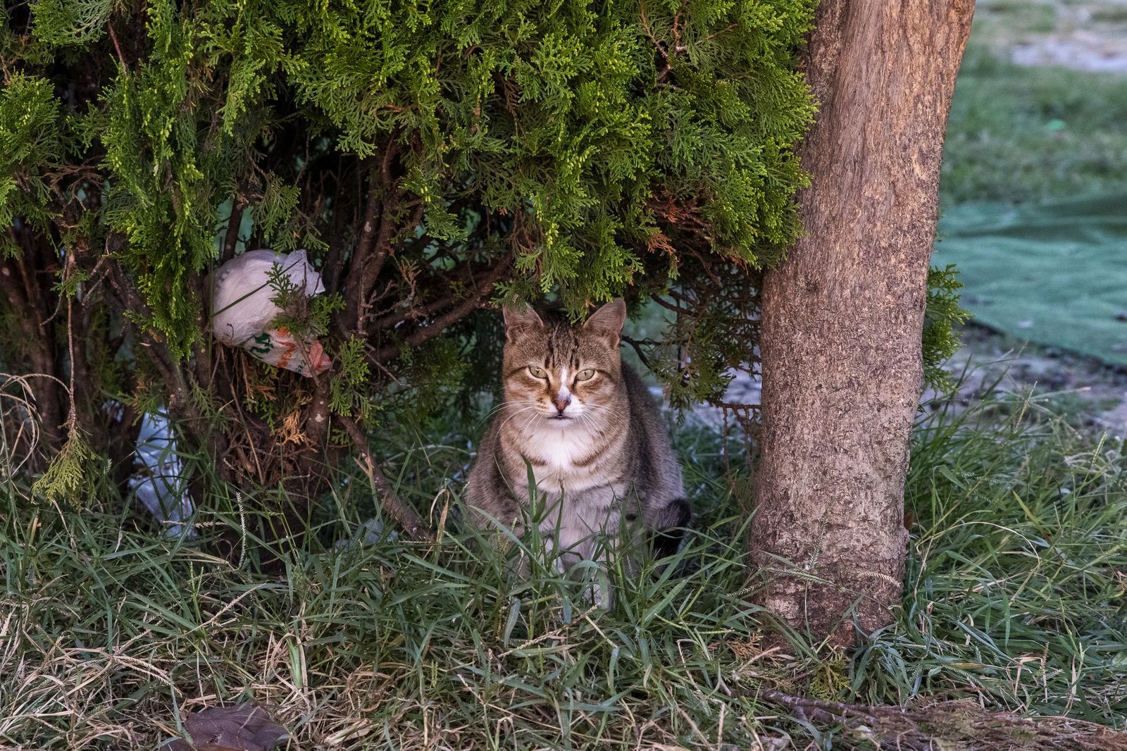 Istanbul cats - My, Istanbul, wild cats, The photo, Longpost, cat