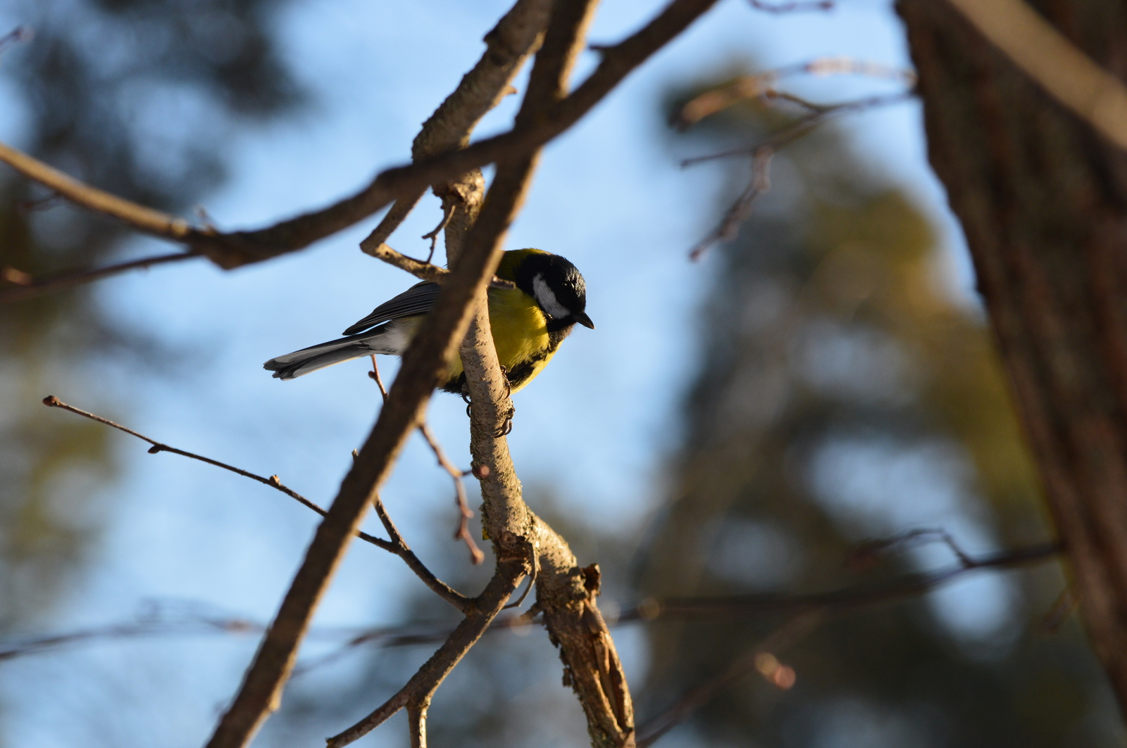 Titmouse - My, Beginning photographer, Birds, Tit, The photo, Nature, Longpost