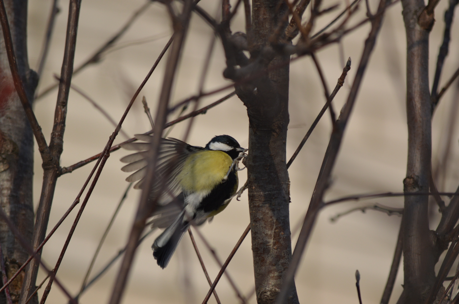 Titmouse - My, Beginning photographer, Birds, Tit, The photo, Nature, Longpost