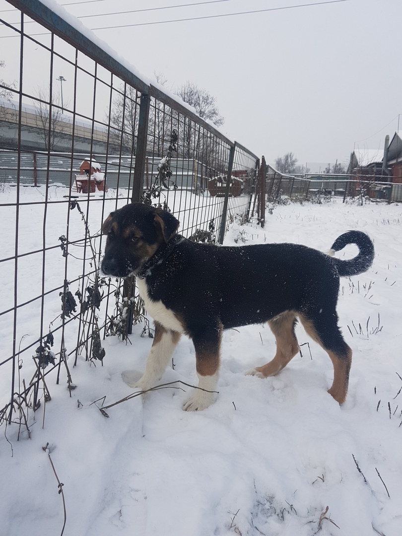 Metis alabai and shepherd dogs - LORD, shelter Rzhevka (St. Petersburg) - My, Puppies, Animal shelter, Looking for a master, In good hands, Rzhevka, Saint Petersburg, No rating, Longpost, Dog