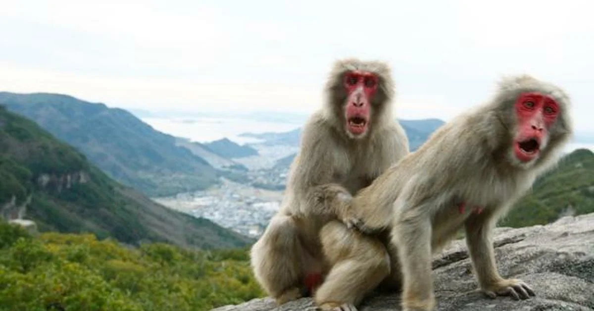 Japanese macaques: Bathhouse-steam room, females and a smirk - My, Japanese macaque, Wild animals, Animals, Humor, Nature, Zoology, Animal book, Longpost