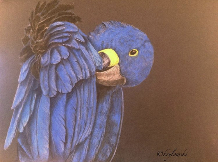 Feathered drawing. - My, Animals, A parrot, Pastel pencils, Birds, Art, Nature, Handmade, Painting